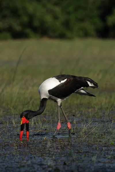 Sadel - fakturerade stork — Stockfoto