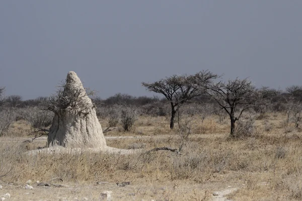 Kopca termitów — Zdjęcie stockowe