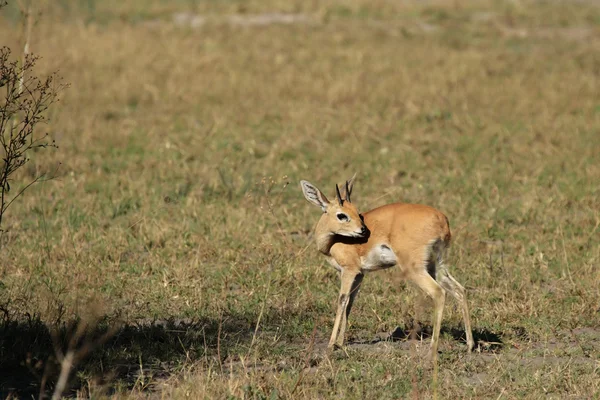 Steenbok (Raphicerus campestris) — Stock Photo, Image