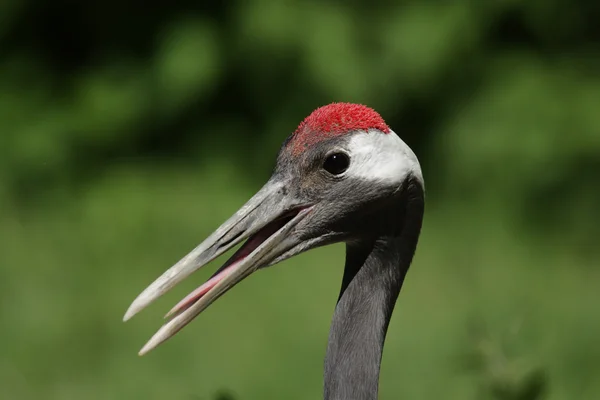 Red-gekroond Crane (Grus japonensis) — Stockfoto