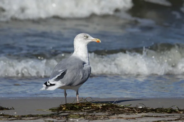 Gaivota arenque (Larus argentatus) — Fotografia de Stock