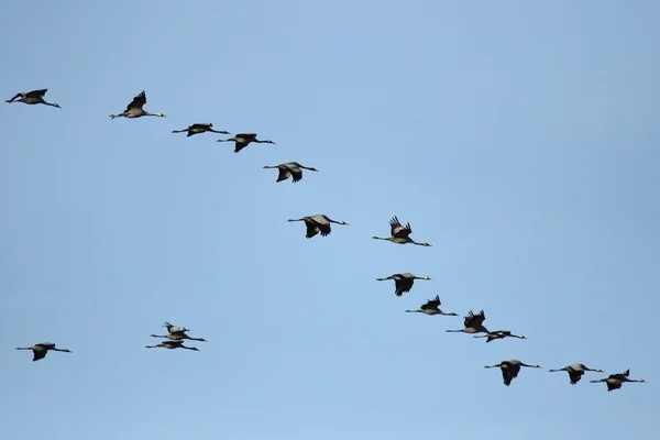Common Cranes (Grus grus) — Stock Photo, Image