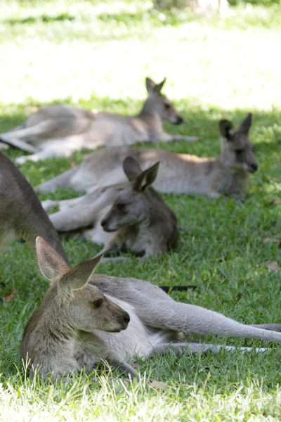 Östra grå kängurur (macropus giganteus) — Stockfoto