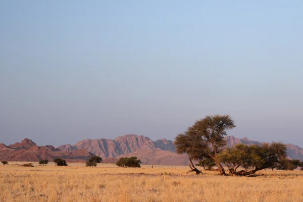Namibya'da manzara — Stok fotoğraf