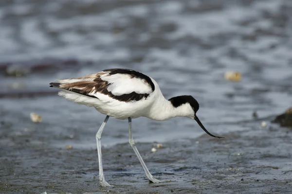 Pied Avocet — Stock Photo, Image