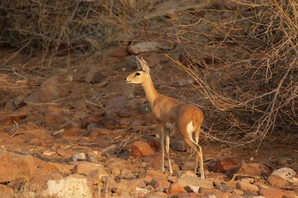 Steenbokantilope (raphicerus campestris) — Stockfoto