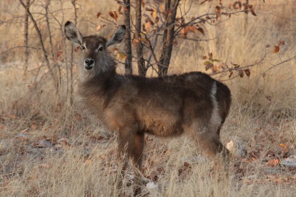 Cobo (Kobus ellipsiprymnus) — Foto Stock