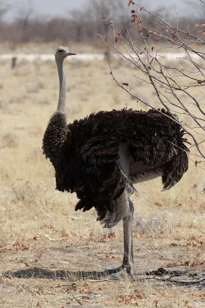 Female Ostrich — Stock Photo, Image