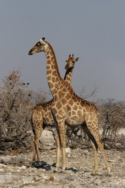 Due giraffe (Giraffa camelopardis ) — Foto Stock