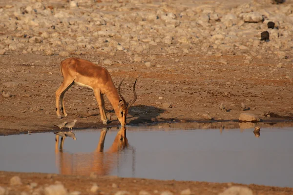 Μαύρο-που αντιμετωπίζουν impala (aepyceros Μελάμποδας petersi) — Φωτογραφία Αρχείου