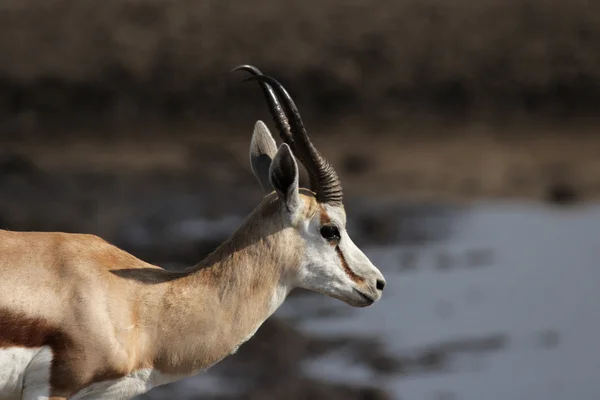 羚 (antidorcas marsupialis) — 图库照片