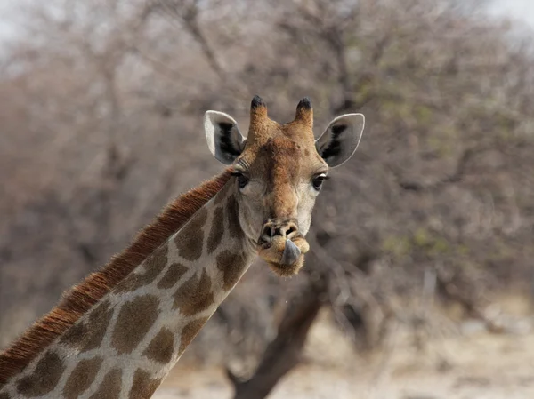 Giraff (giraffa camelopardalis) — Stockfoto