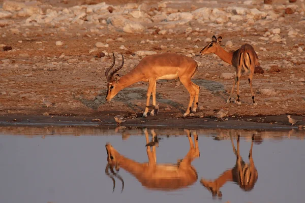 Černý-stál před impala — Stock fotografie