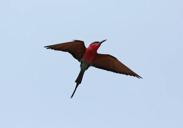 胭脂红食蜂鸟 (merops nubicoides) — 图库照片