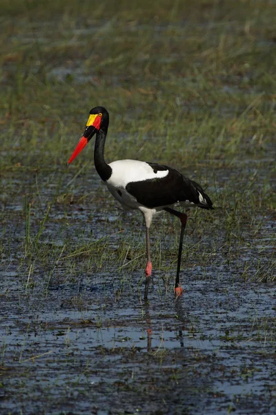 Cegonha de bico-de-sela (Ephippiorhynchus senegalensis ) — Fotografia de Stock