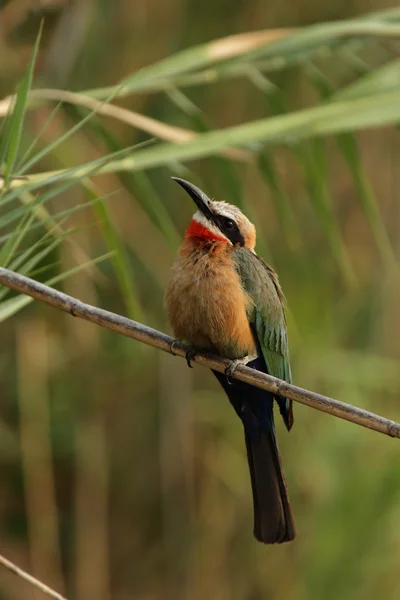 White-fronted Bee-eater — Stock Photo, Image