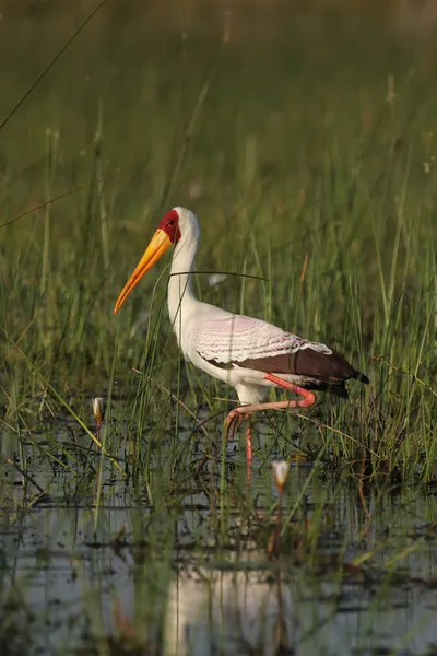 Cegonha-de-bico-amarelo (Mycteria ibis ) — Fotografia de Stock