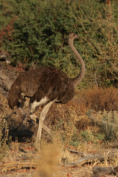 Vrouwelijke struisvogel (struthio camelus) — Stockfoto