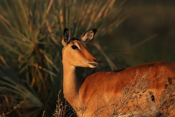 Impala (aepyceros melampus) — Foto de Stock