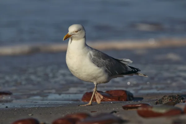 Ringa martısı (Larus argentatus) — Stok fotoğraf