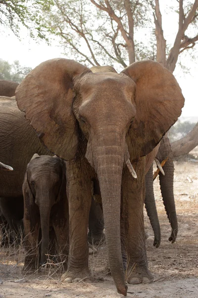 Desert Elephants in Namibia — Stock Photo, Image