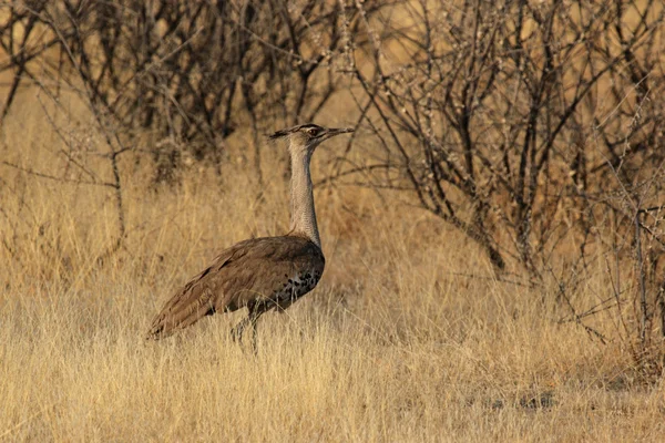 Kori Bustard (Ardeotis kori) — Stock Photo, Image