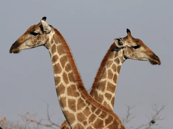 Giraffen (giraffa camelopardalis) — Stockfoto