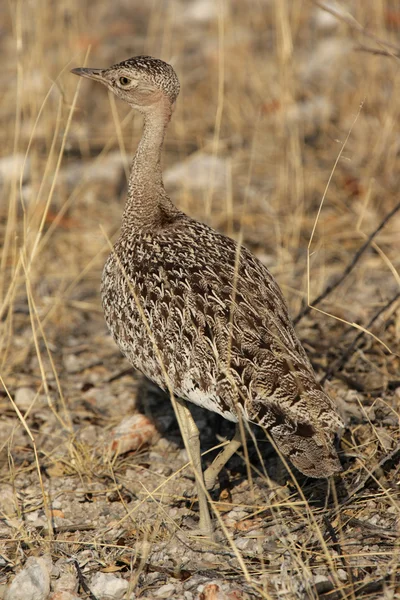 Female Red-crested Korhaan — Stock Photo, Image