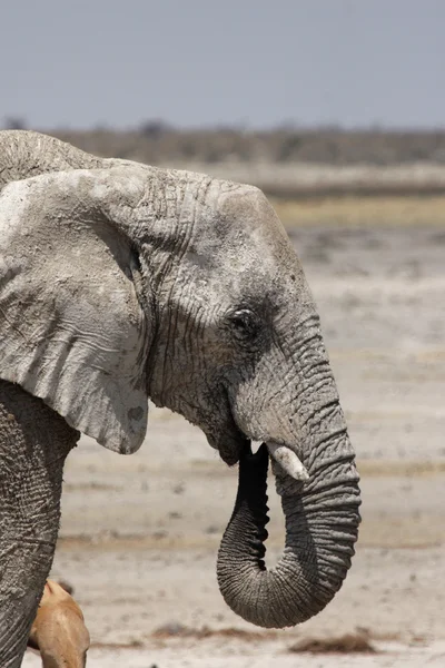 Слон (Loxodonta africana ) — стоковое фото