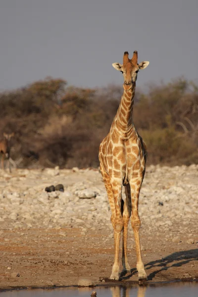 Girafa (Girafa camelopardis ) — Fotografia de Stock