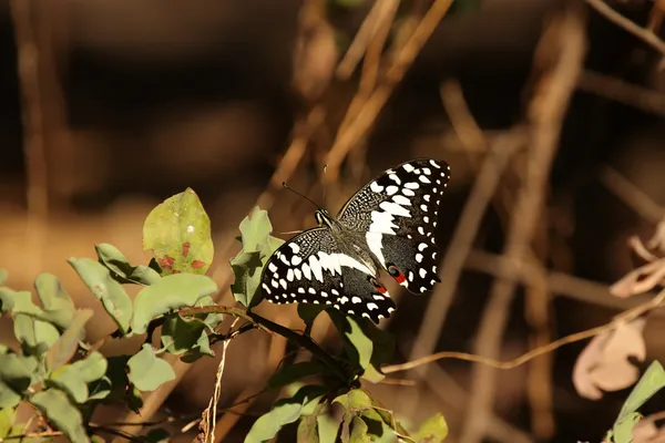 Cítricos cola de golondrina (Papilio demodocus ) — Foto de Stock