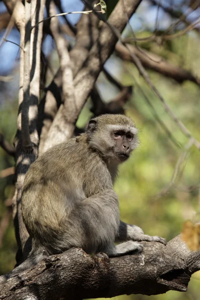 Мавпа vervet (cercopithecus pygerythrus) — стокове фото
