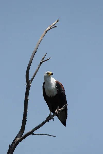 African Fish Eagle (Haliaeetus vocifer) — Stock Photo, Image