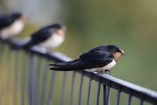 Barn Swallows (Hirundo rustica) — Stock Photo, Image