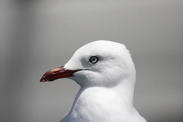 银鸥(Larus novaehollandiae)) — 图库照片