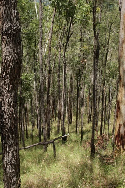 Bakir orman — Stok fotoğraf