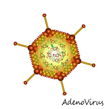 Adenovirus particle structure clipart