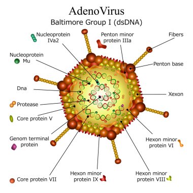 adeno virüs parçacık yapısı şeması