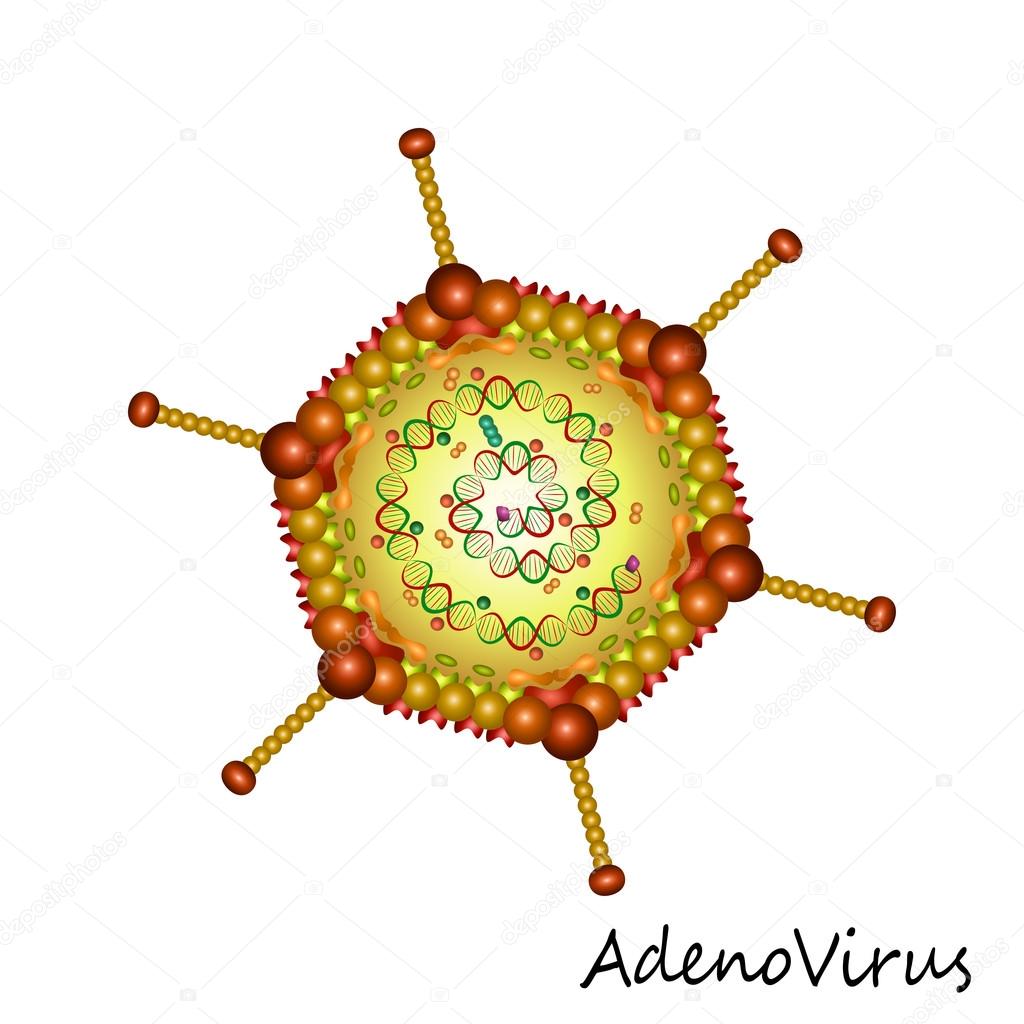 Estructura De Partículas De Adenovirus Vector Gráfico Vectorial