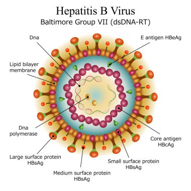 Hepatit b virüsü parçacık yapısı şeması