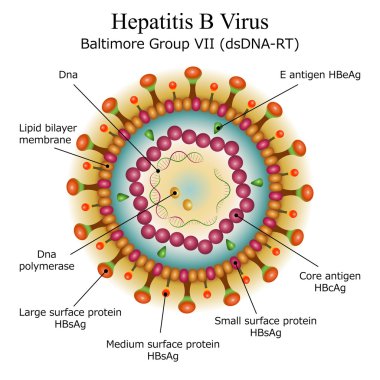 Diagram of Hepatitis B virus particle structure clipart