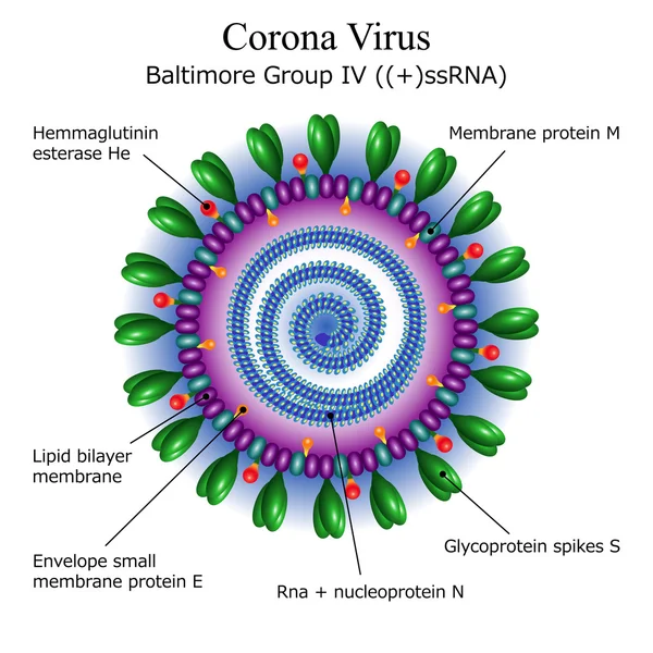 Diagram of Corona virus particle structure — Stock Vector