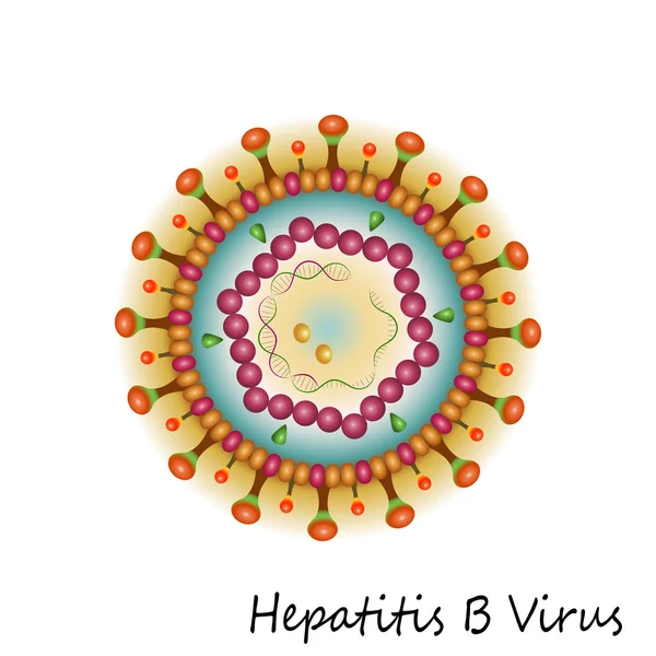 Structure des particules du virus de l'hépatite B — Image vectorielle