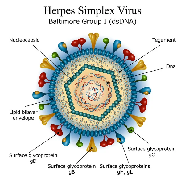 Diagrama de la estructura de partículas del virus del herpes simple — Vector de stock