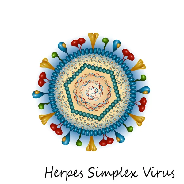 Herpes simpleks virüsü parçacık yapısı — Stok Vektör