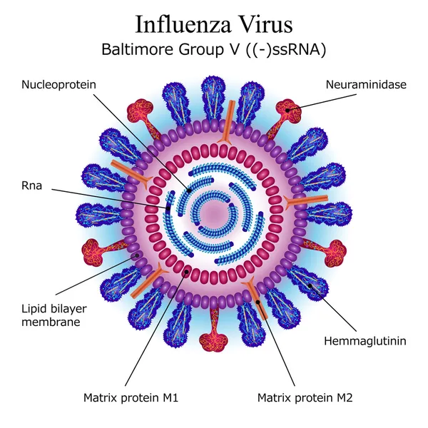Diagrama de la estructura de partículas del virus de la influenza — Archivo Imágenes Vectoriales