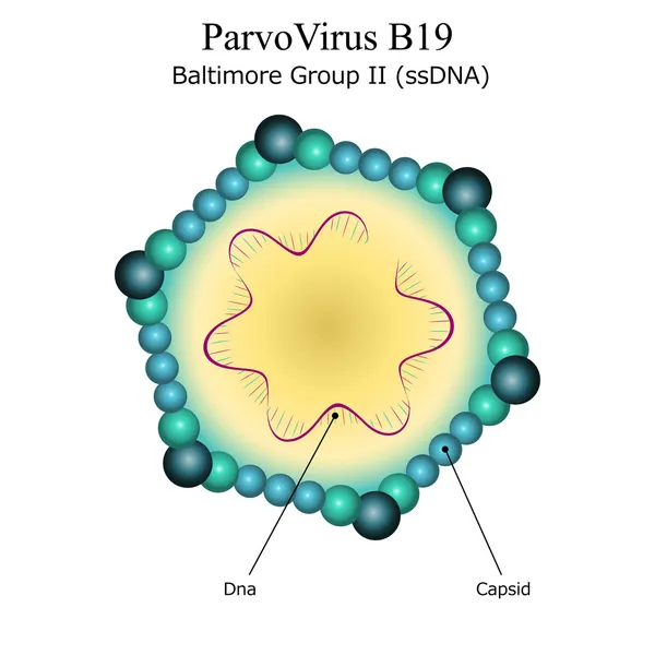 Diagrama da estrutura de partículas do vírus Parvo B19 —  Vetores de Stock