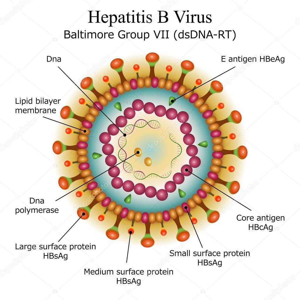 Diagram of hepatitis b virus particle structure vector image by