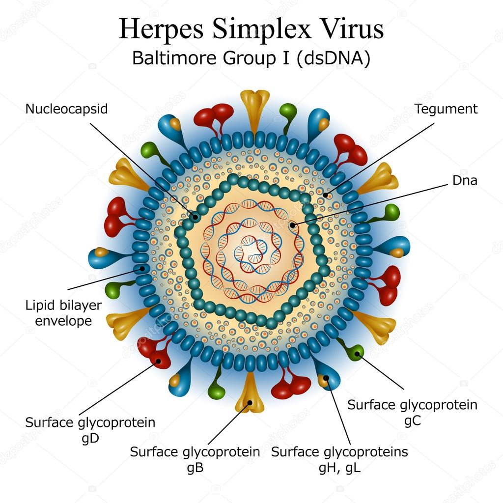 Diagram of Herpes simplex virus particle structure