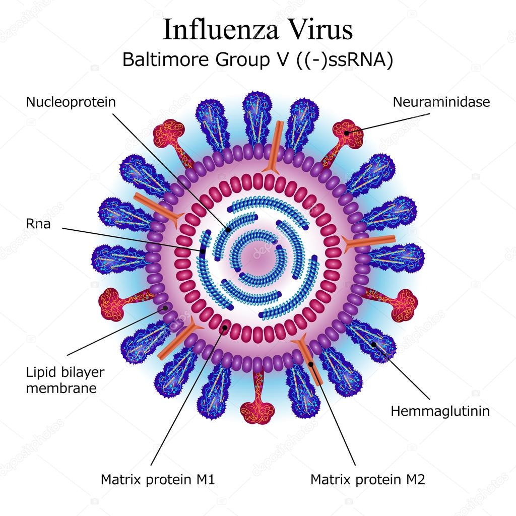 Diagram of Influenza virus particle structure